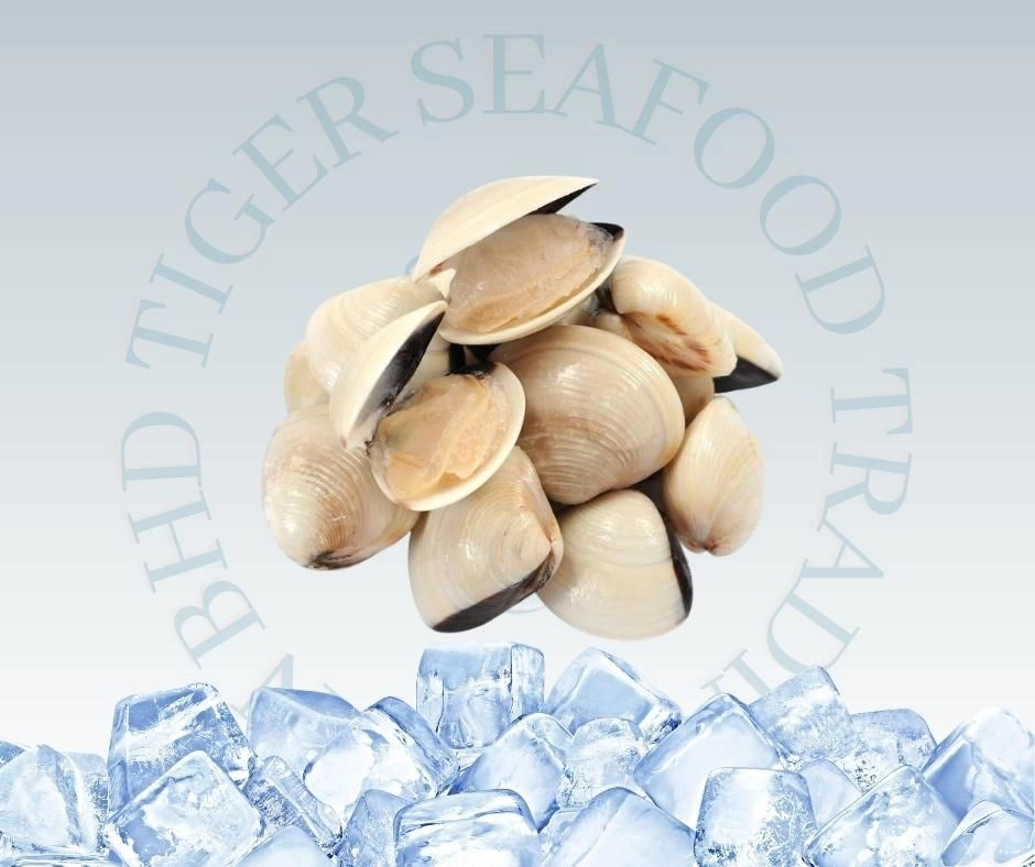 White Clam (Clean) 1KG